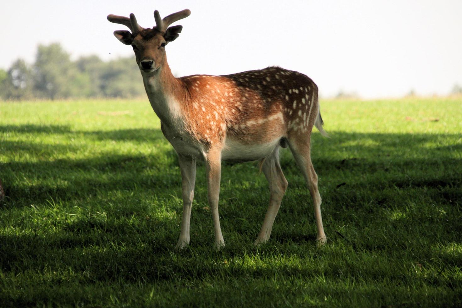 una vista de un gamo en el campo foto