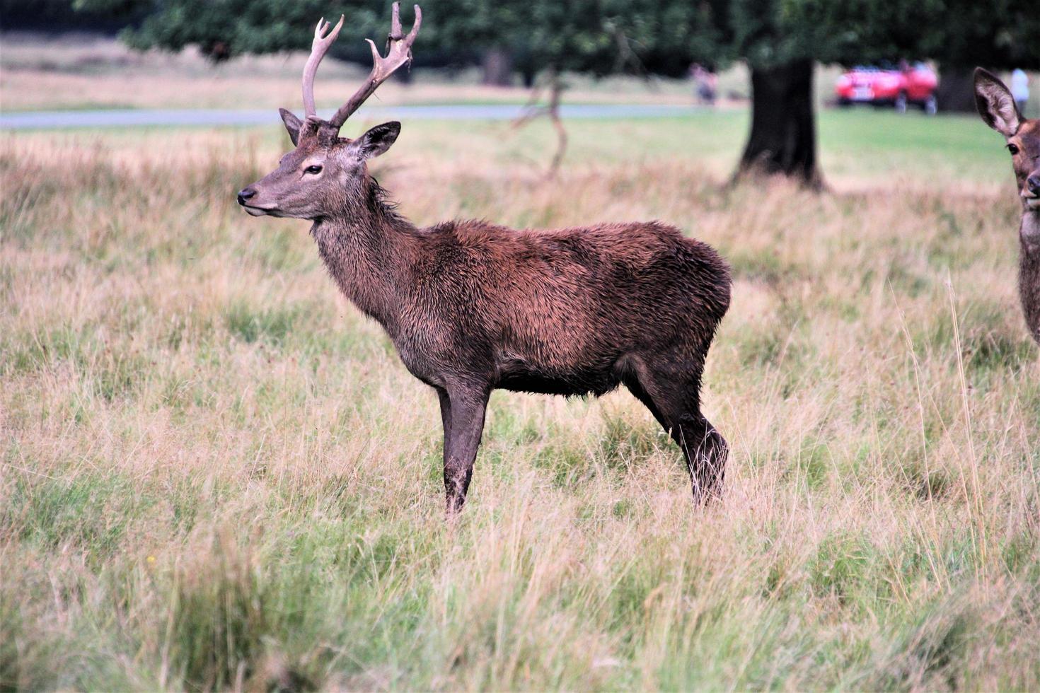 A close up of a Red Deer in the Countryside photo