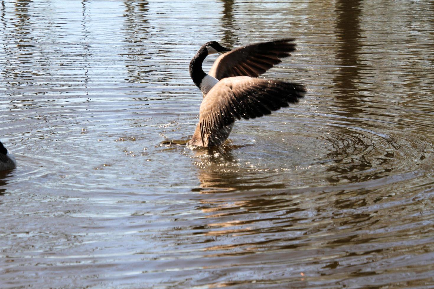A close up of a Canada Goose photo