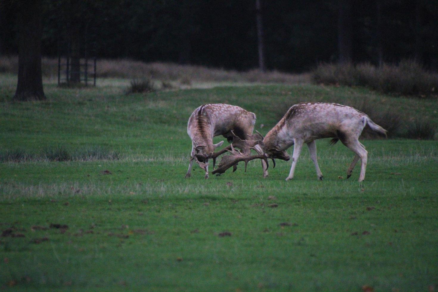 A view of some Deer Rutting photo