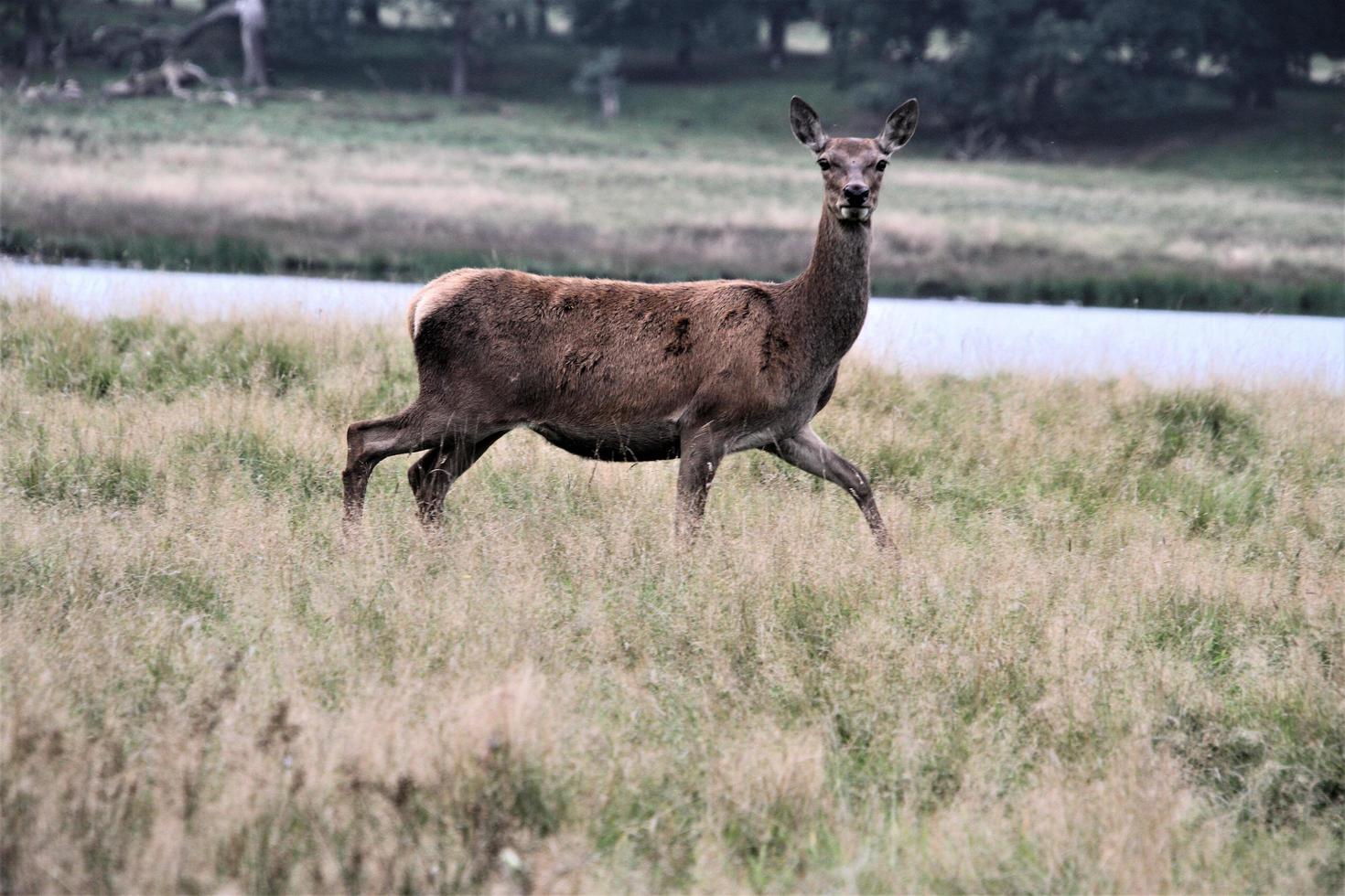 un primer plano de un ciervo rojo en el campo foto