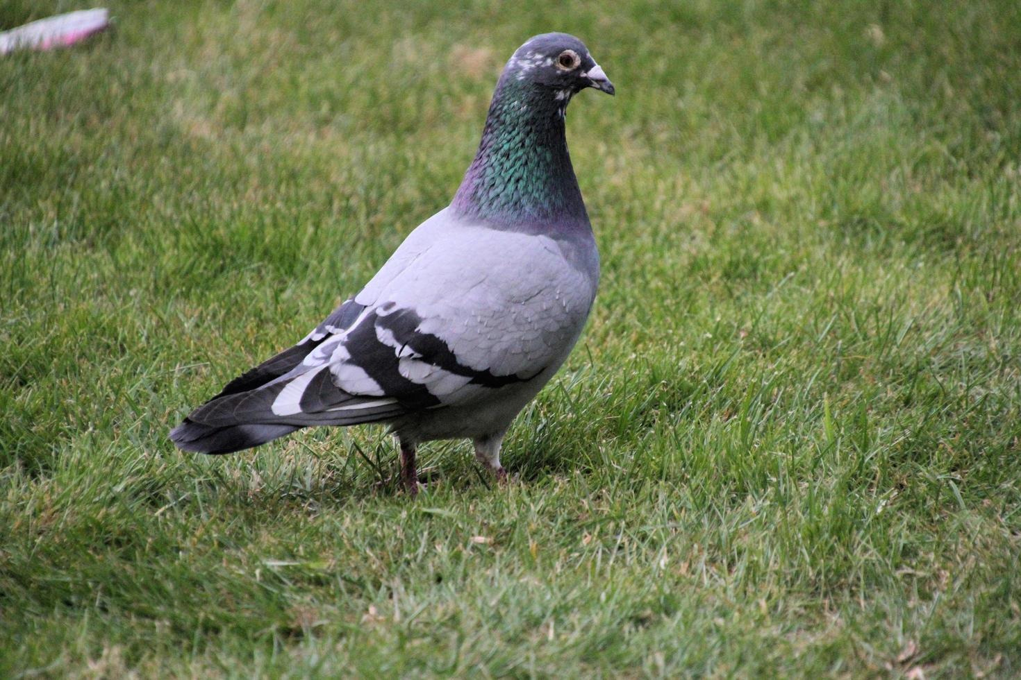A close up of a Pigeon photo