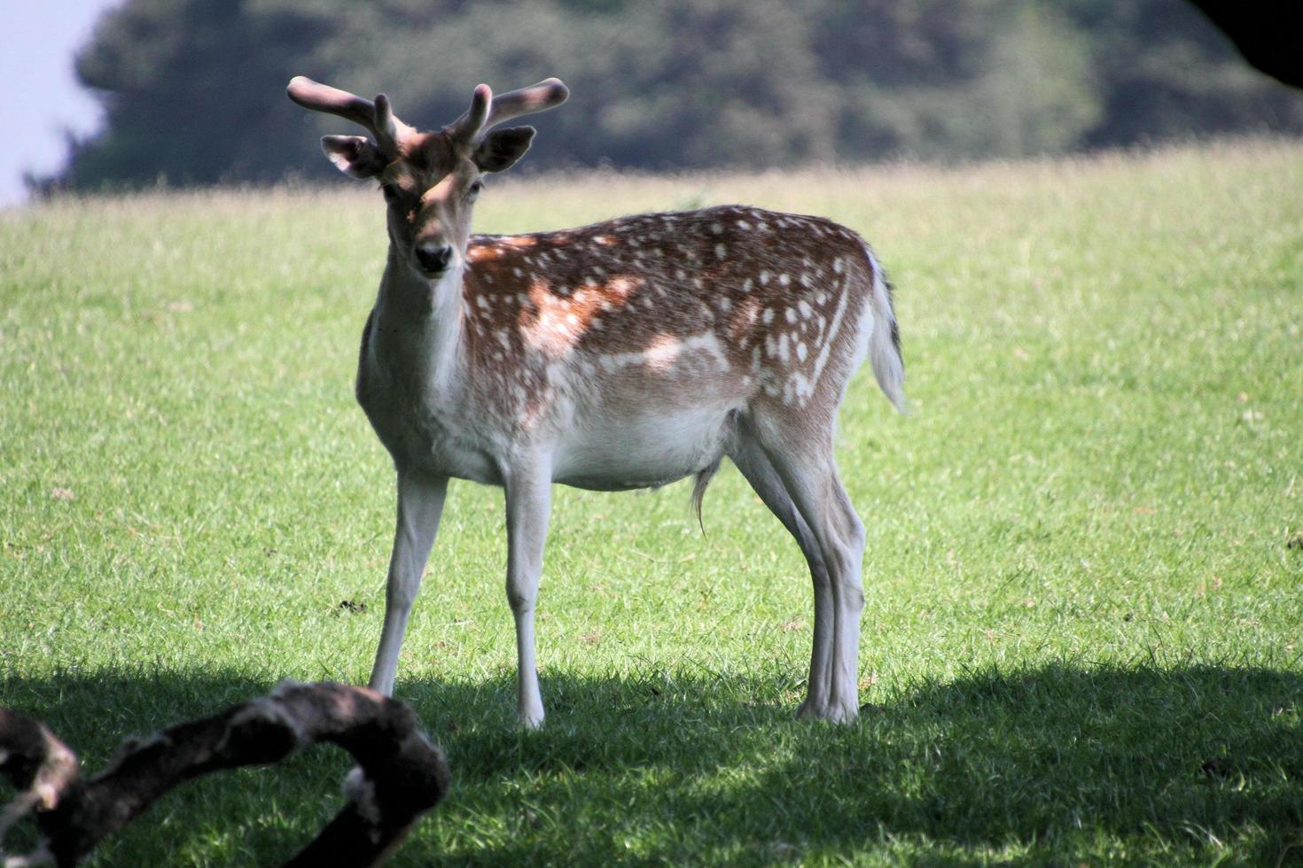 A close up of a Fallow Deer photo