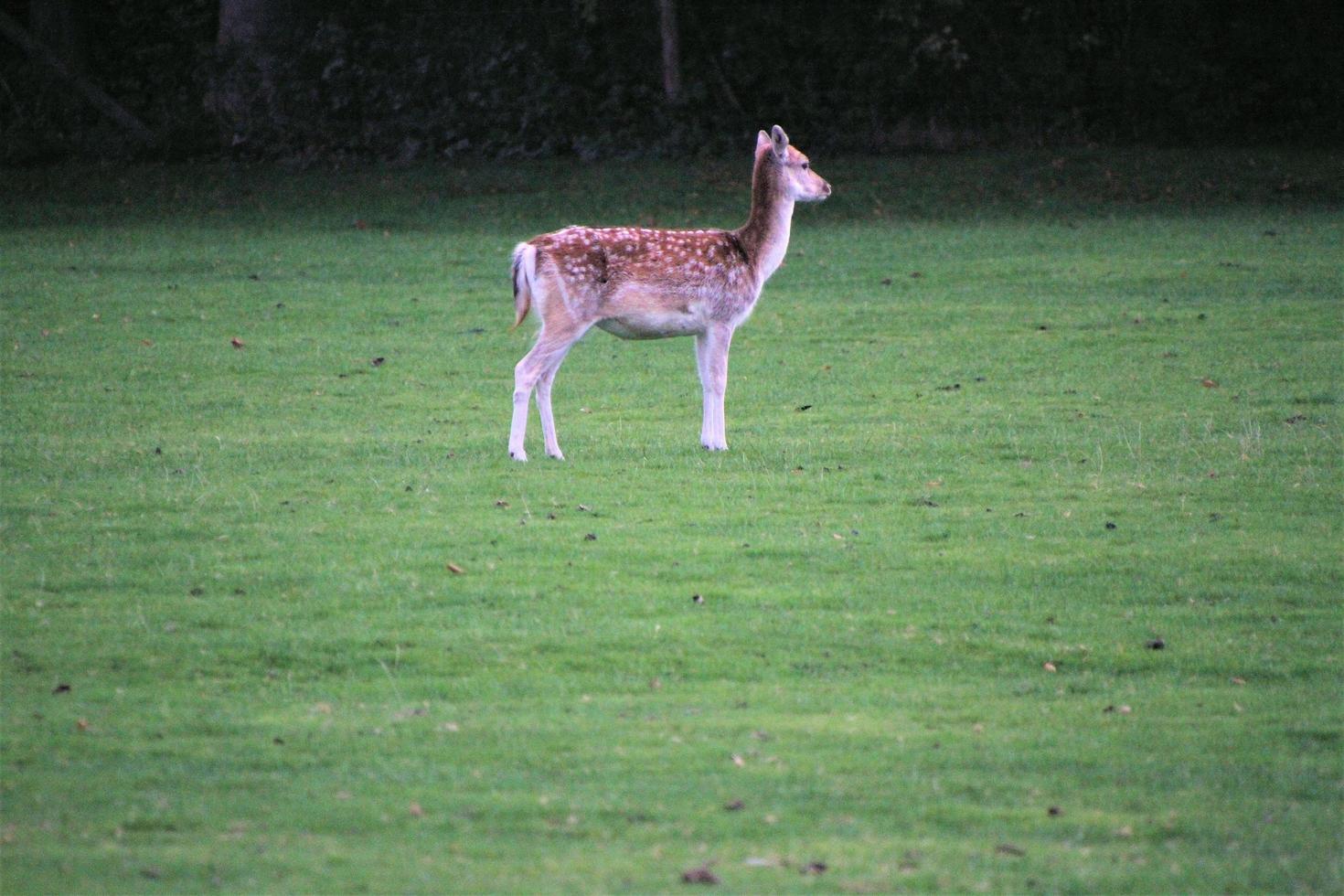 A close up of a Fallow Deer in the Countryside photo