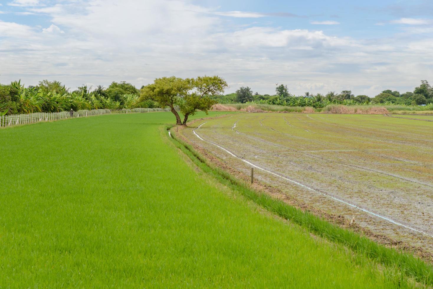 Big tree between rice field. photo