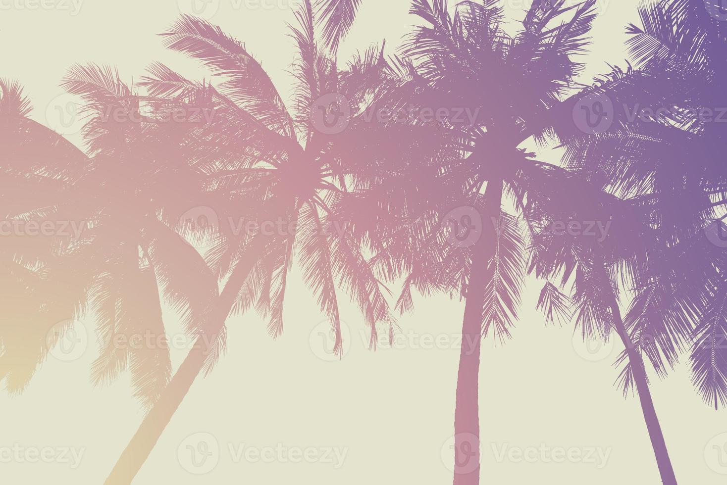 Silhouette of coconut tree - Vintage Tones photo