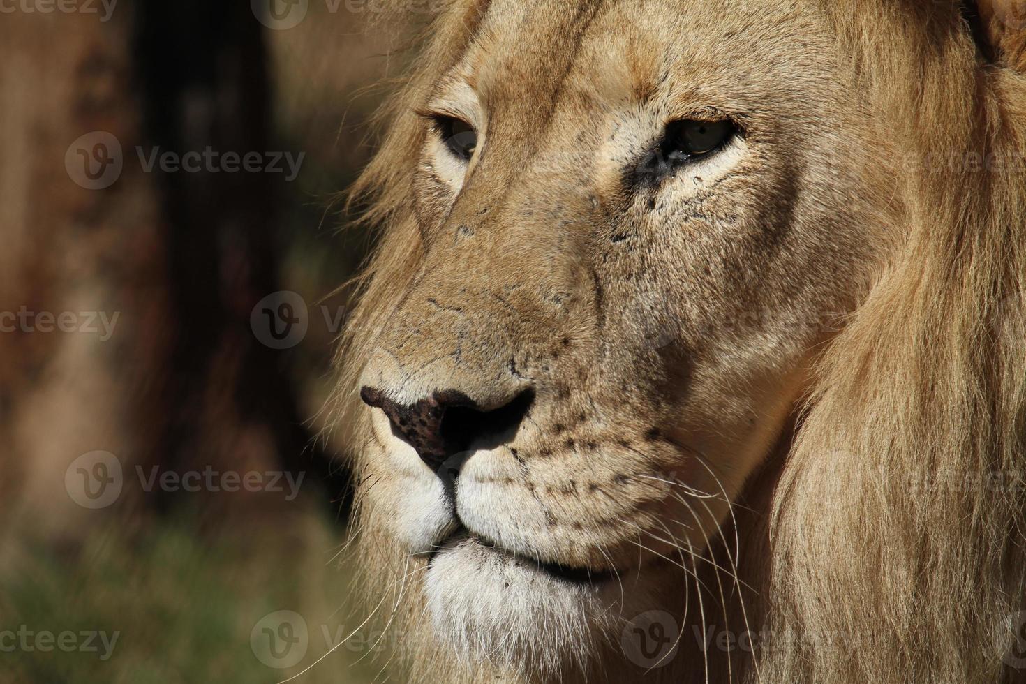 Close-up of veteran lion with scars in a national park in South Africa photo