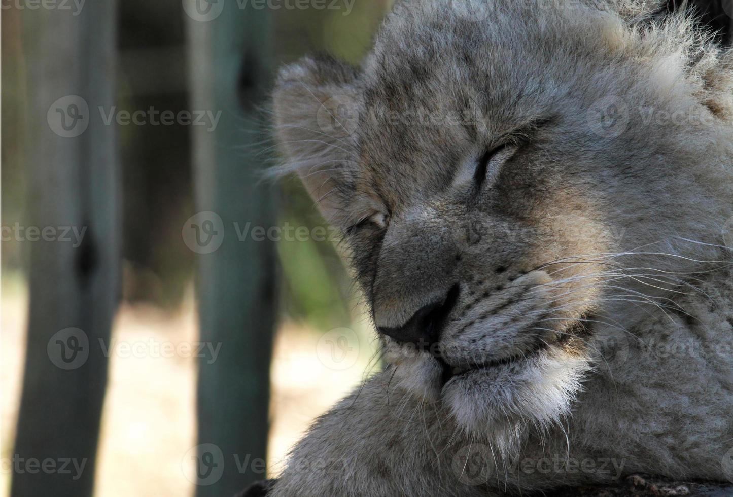 Sleeping lion cub, South Africa photo