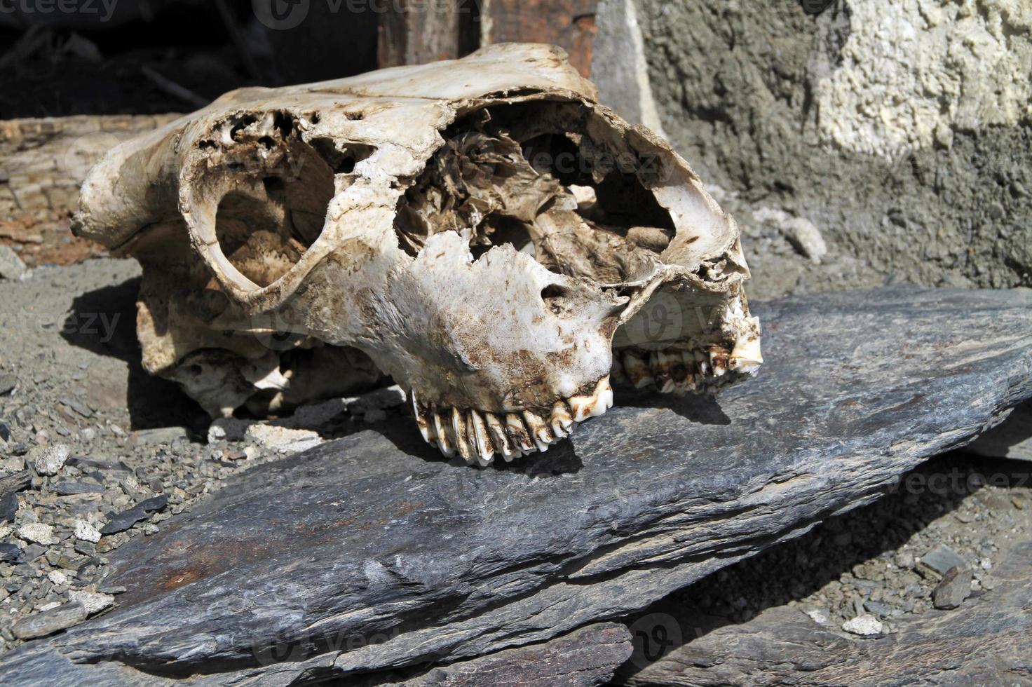 Skull near an abandoned farm photo