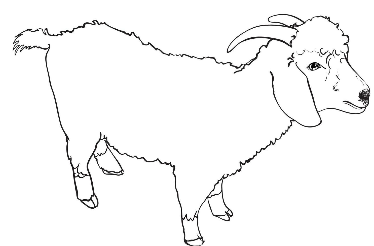 Drawing of Angora goat, vector