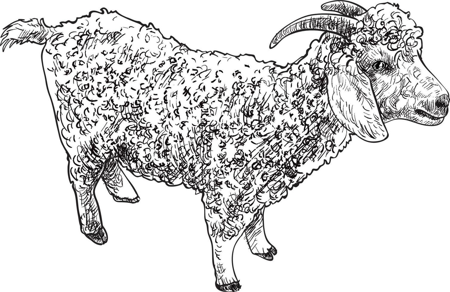 Drawing of Angora goat, vector illustration