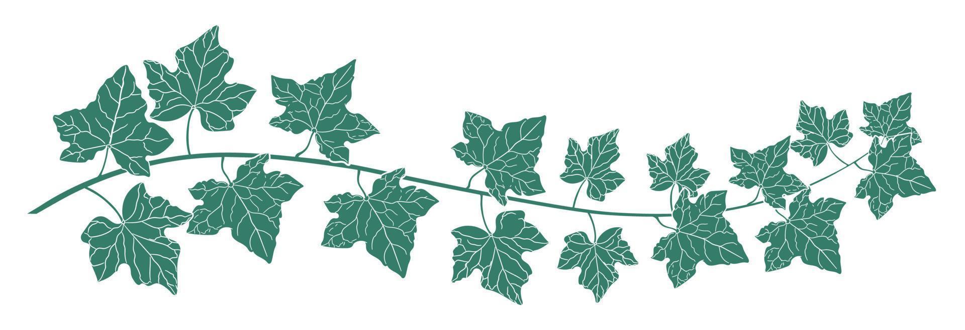 Drawing of green ivy leaves. vector