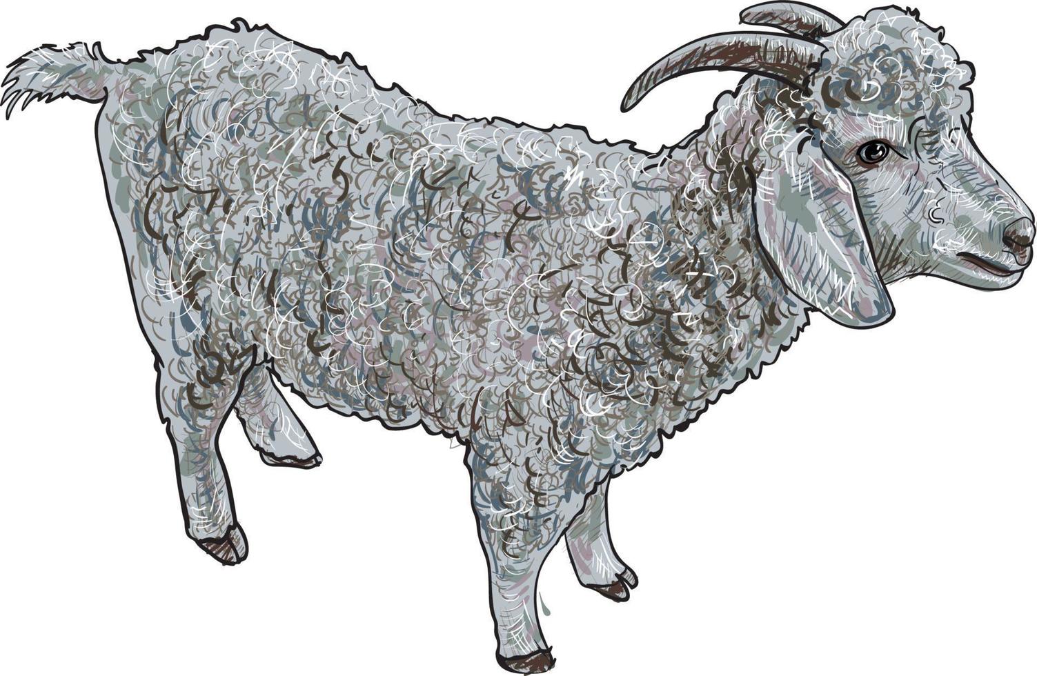 Drawing of Angora goat, vector illustration