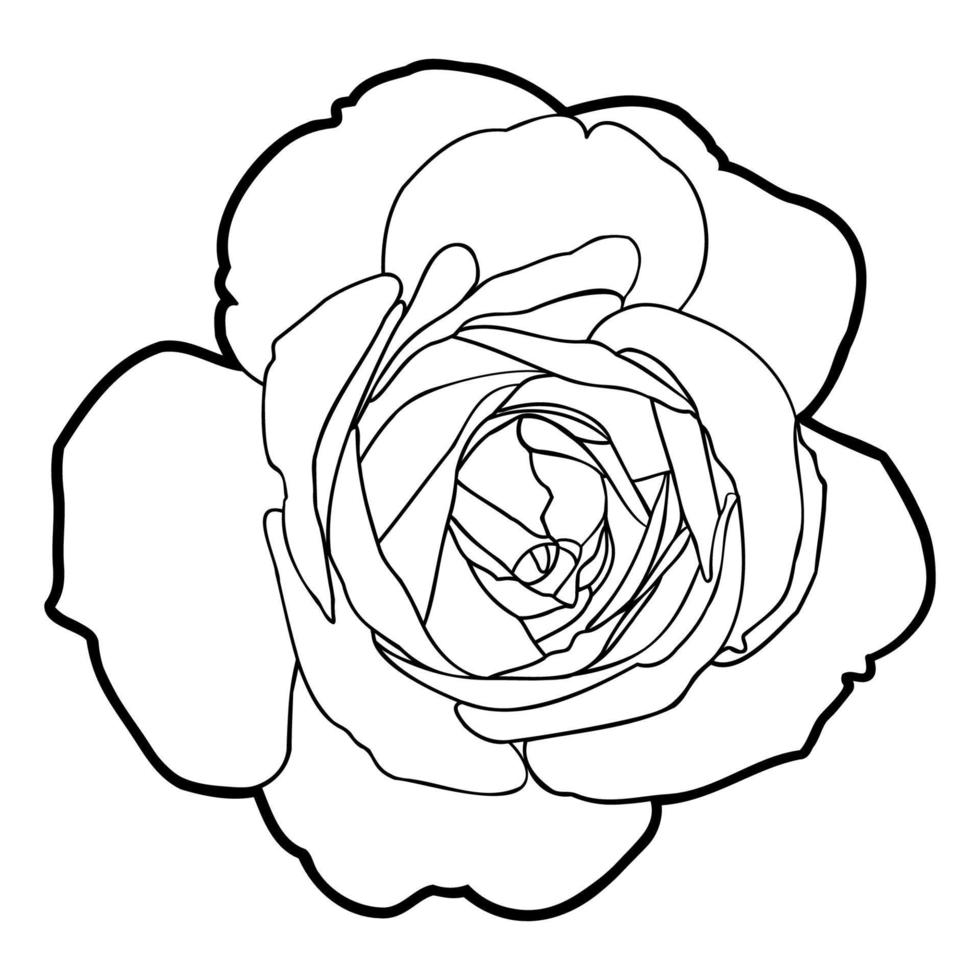 Drawing of rose flower vector