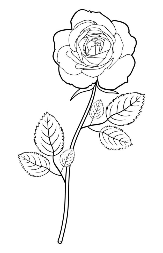 Drawing of rose flower with leaves vector