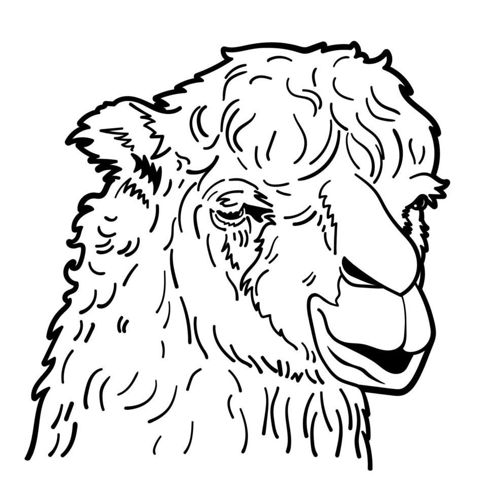 Drawing of alpaca portrait. vector