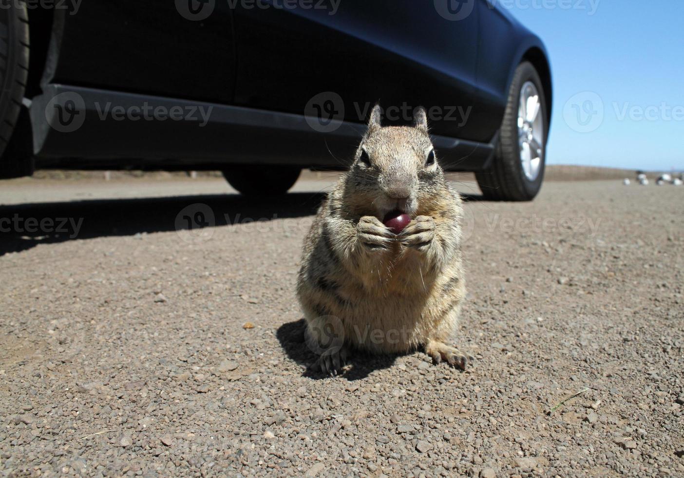 Cute squirrel near Highway 101 in California photo