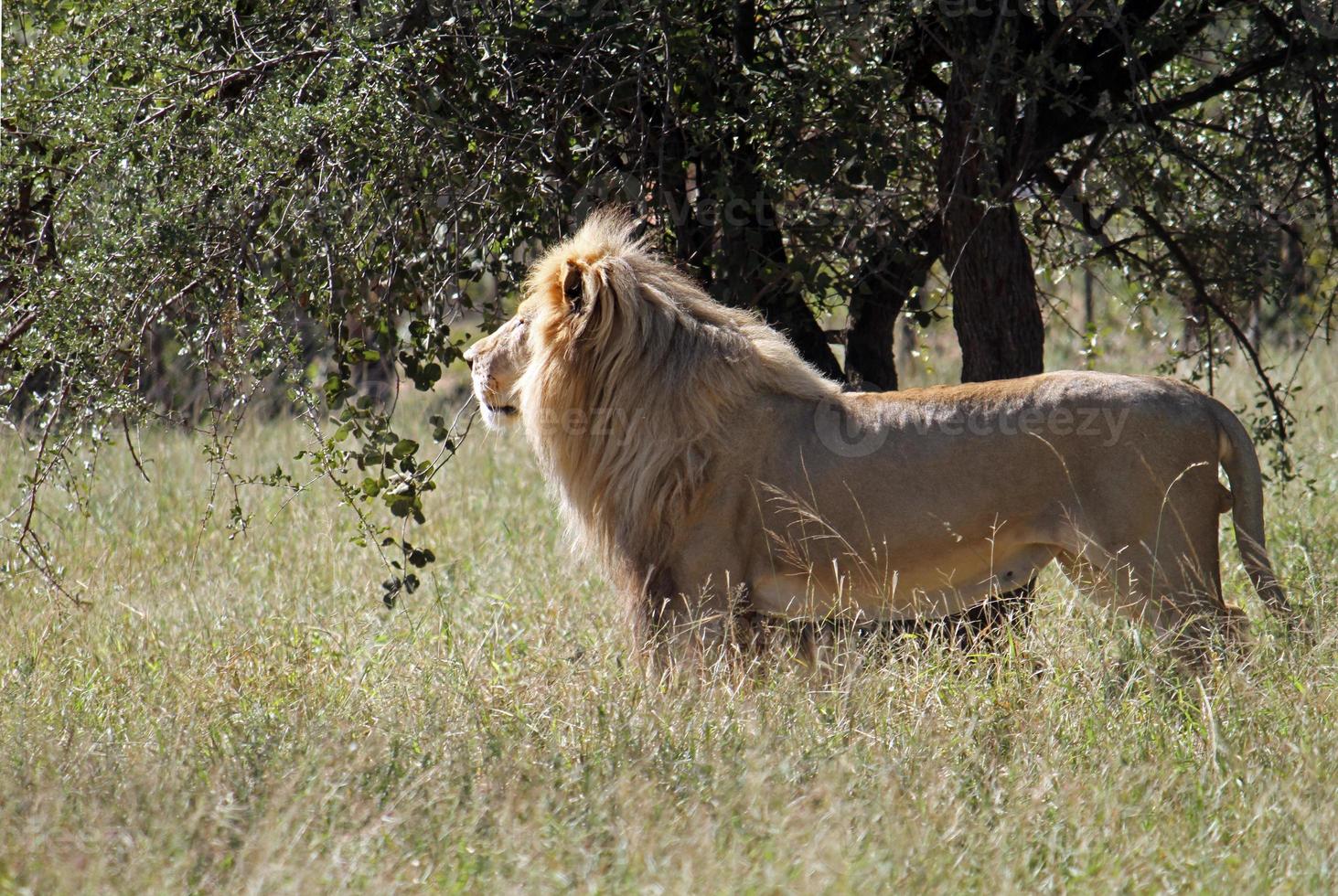 león en la hierba alta examinando los alrededores foto