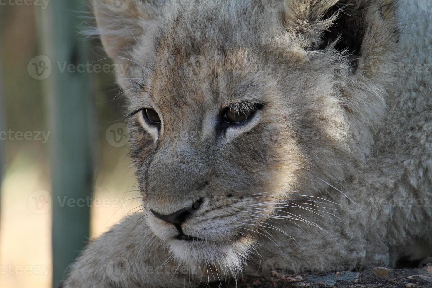 Tired lion cub in the shade photo