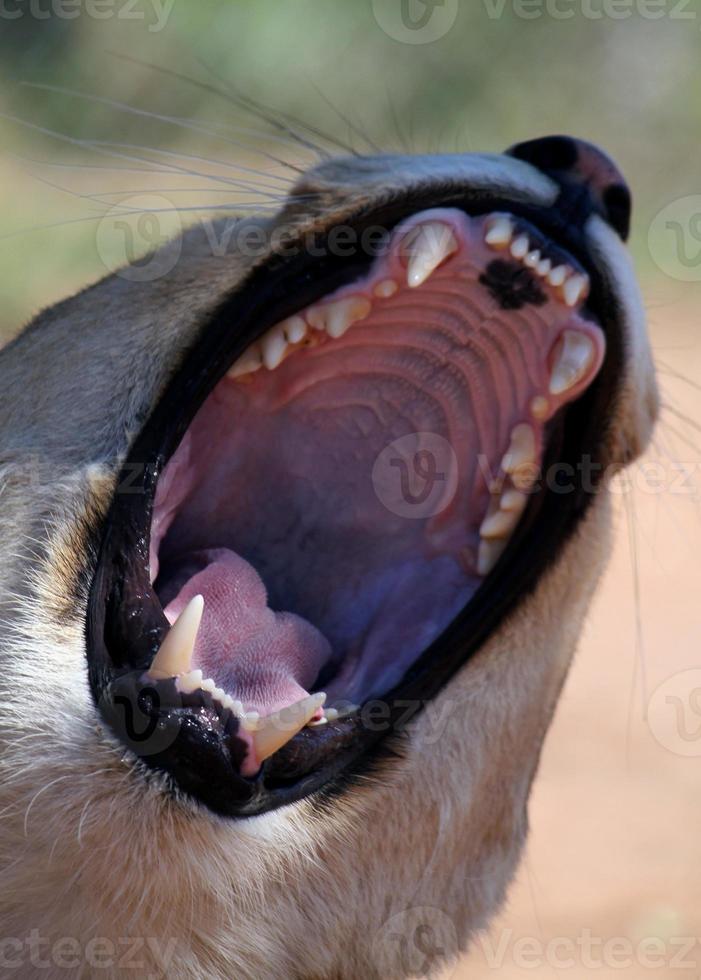 Closeup of a lion yawning in the shade photo