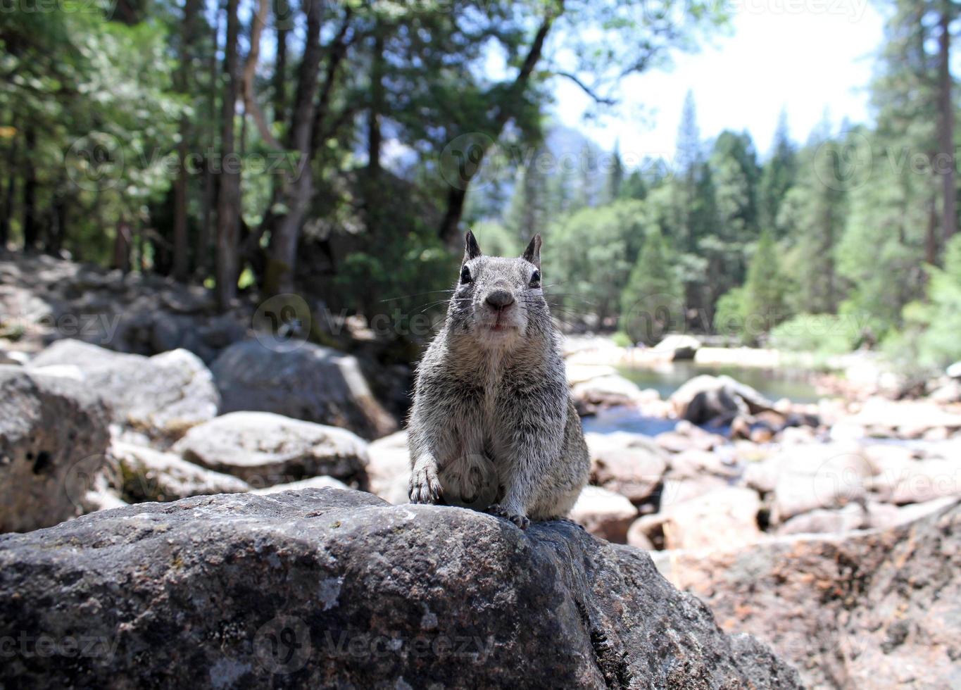 ardilla linda y curiosa en el parque nacional de yosemite foto