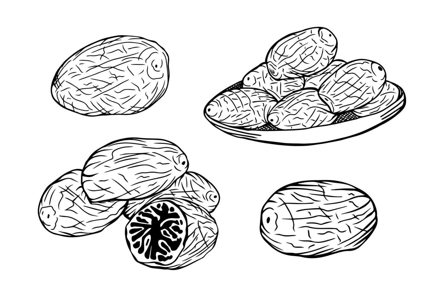 Set of hand drawn nutmeg, whole, half and slices on a plate. Isolated black on white elements for design vector