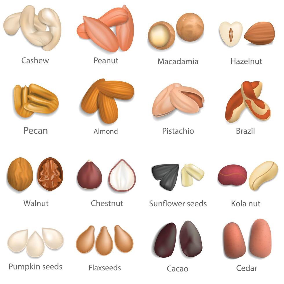 Nut types signed names mockup set, realistic style vector