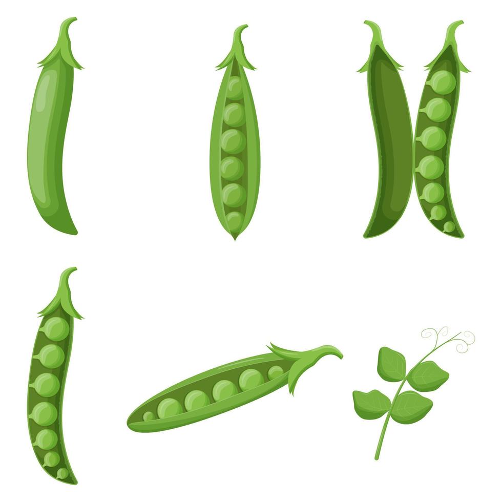 Set of peas isolated on white background. Flat vector illustration