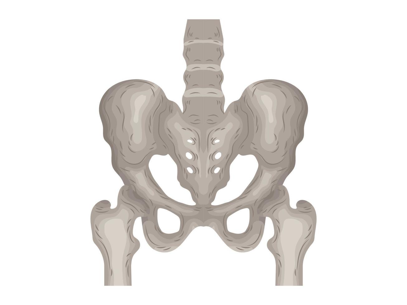 body science anatomy surgery biology bone skull skeleton flat vector