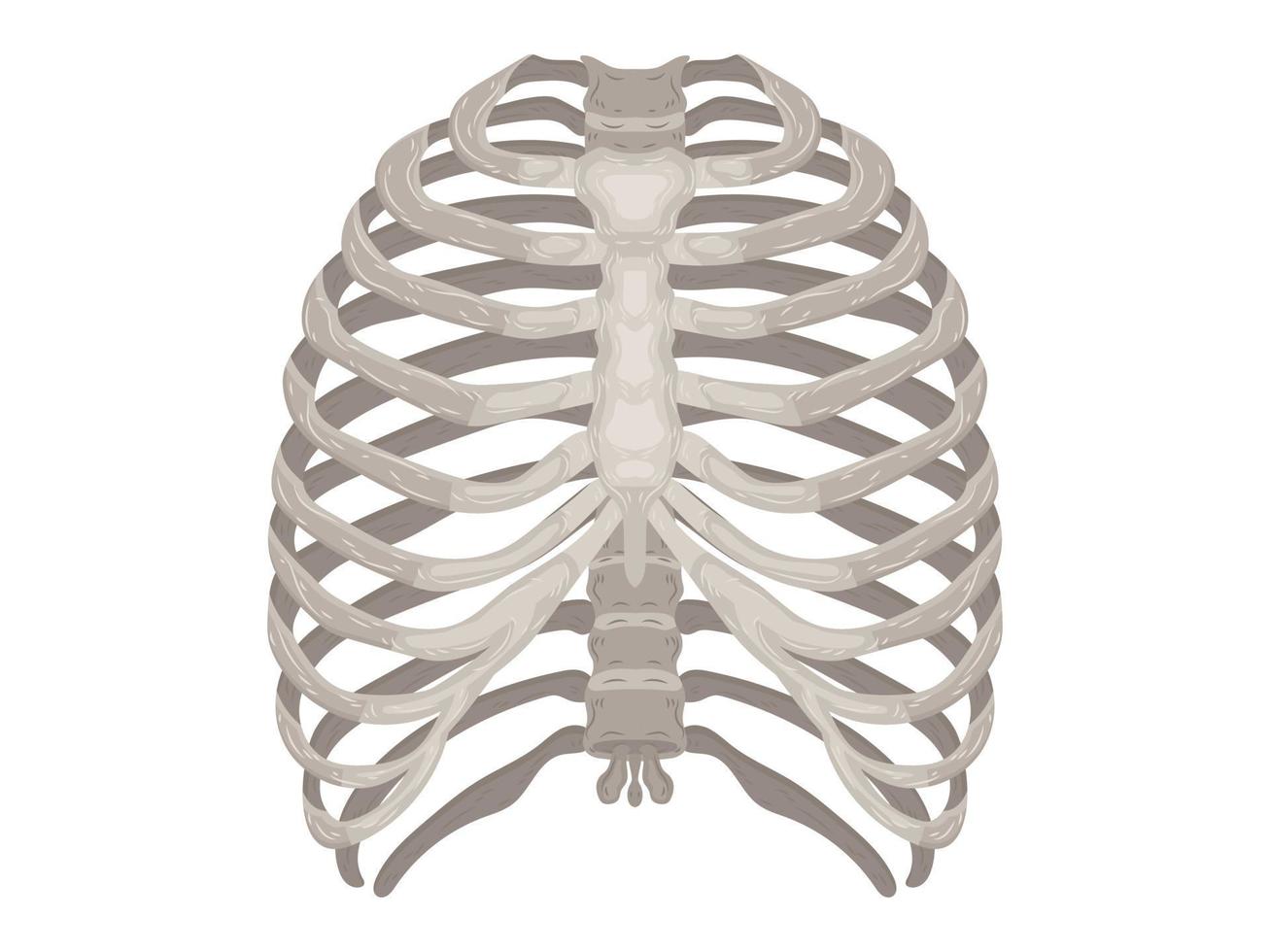 element calcium doctor therapy body science cartoon anatomy surgery biology bone skull skeleton flat vector