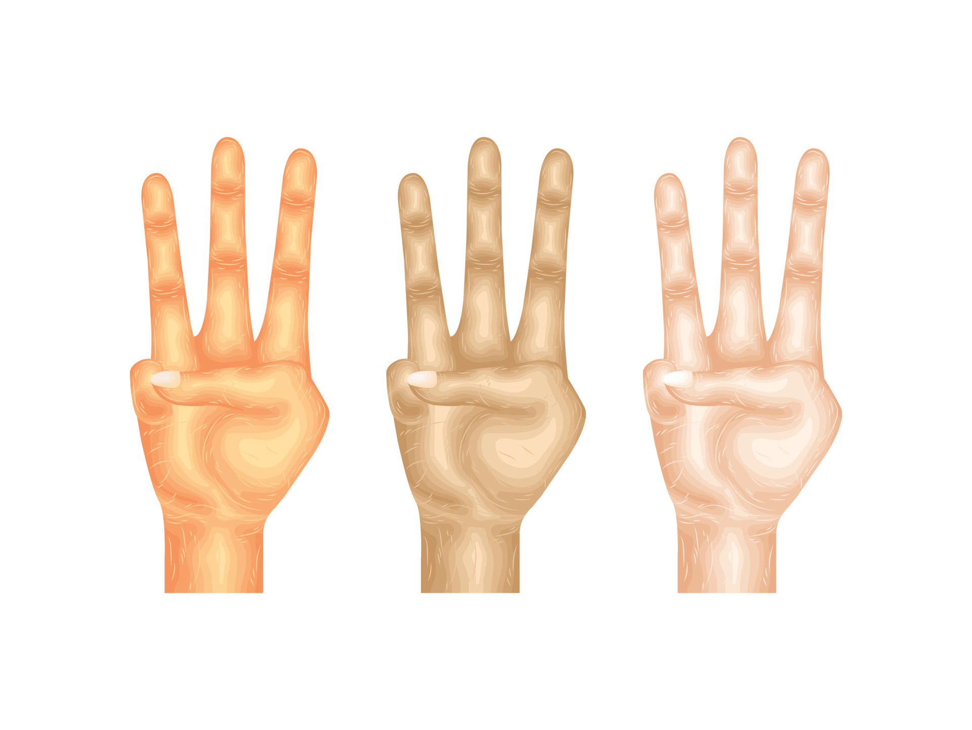 gesture language hand vector body arm sign finger part model anatomy
