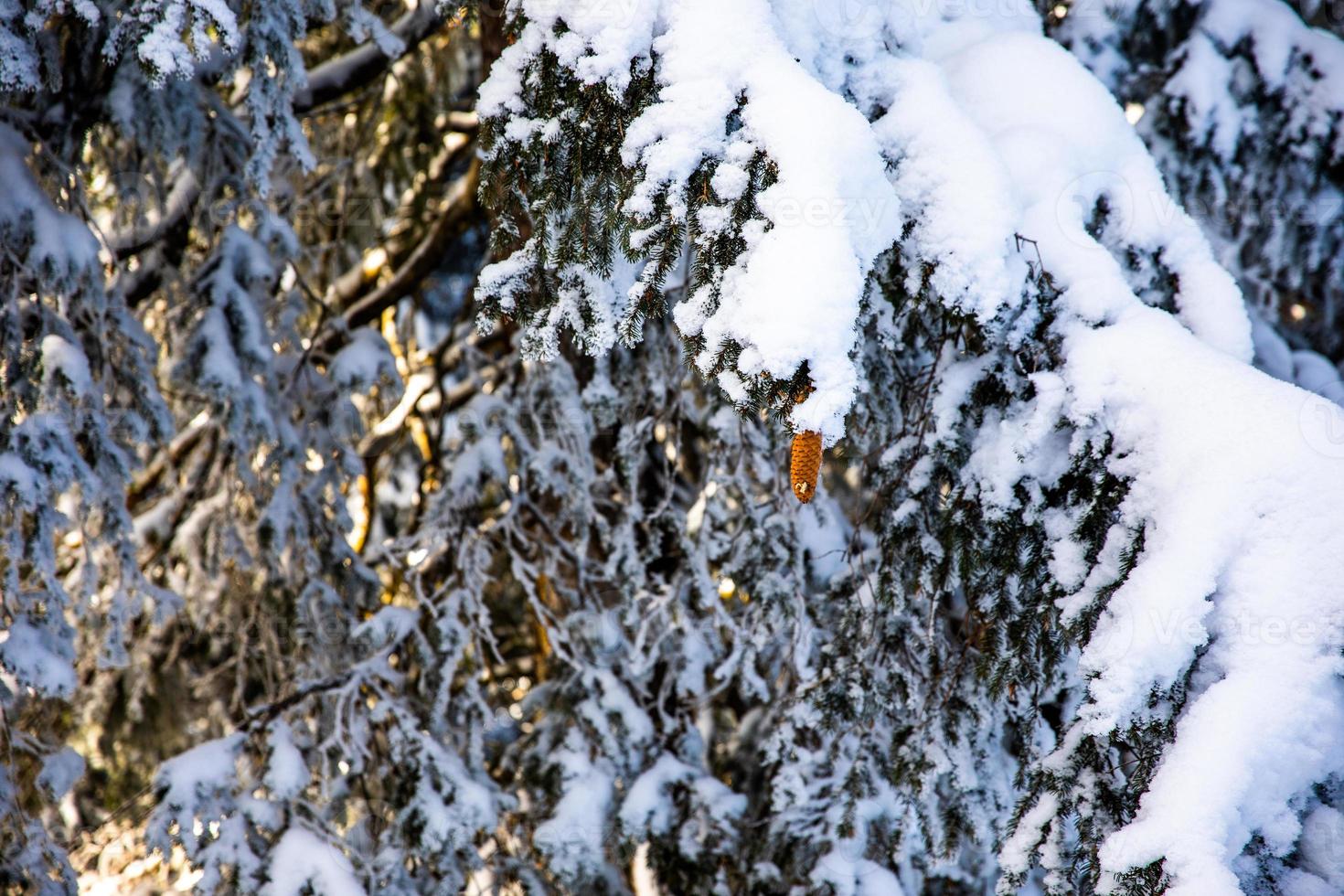 cono de pino en la rama cubierta de nieve foto