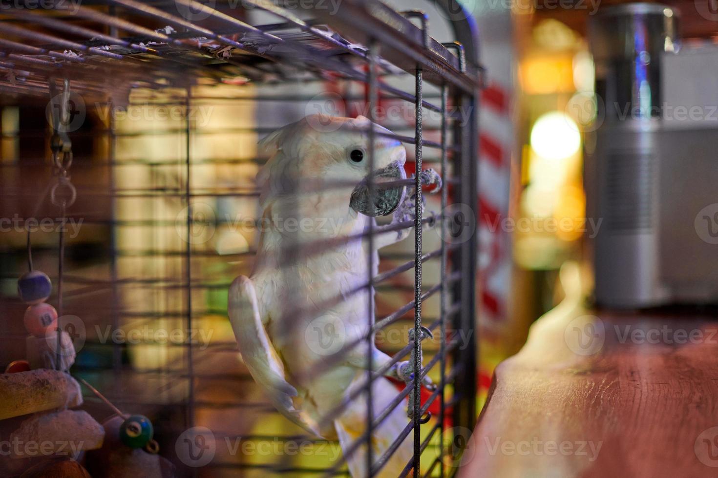 Cute white Cacatua cockatoo parrot in cage in cafe interior background, funny domestic bird photo