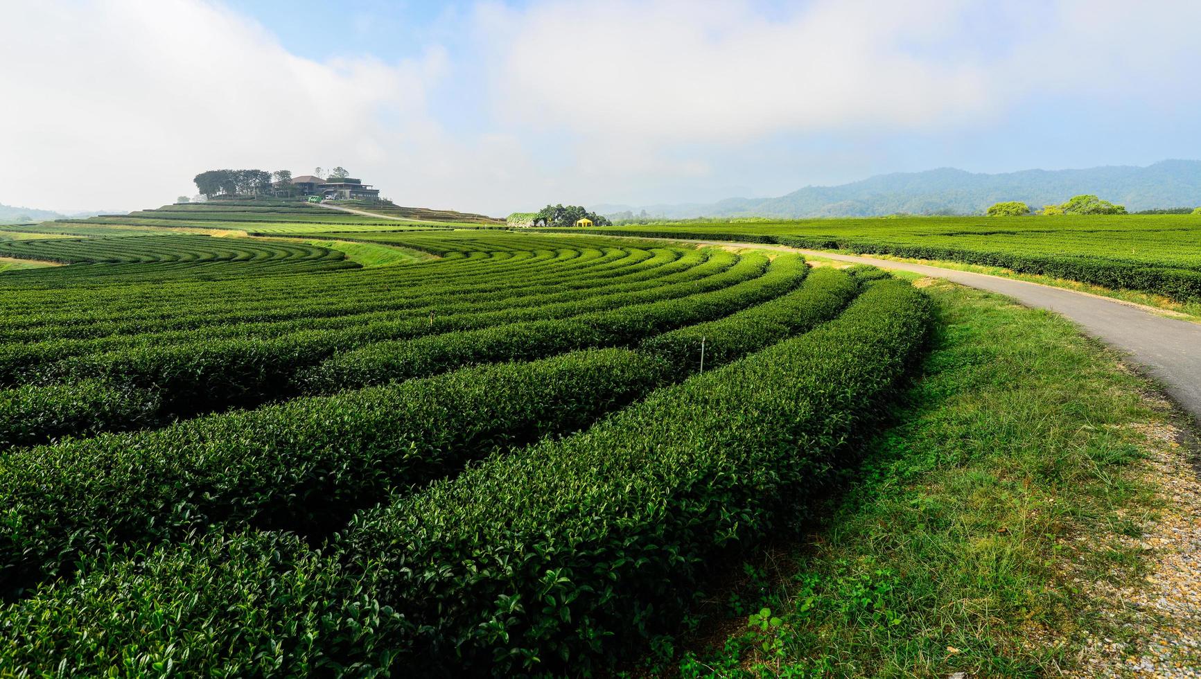The green tea plantation in Singha park of Chiang Rai province of Thailand. photo