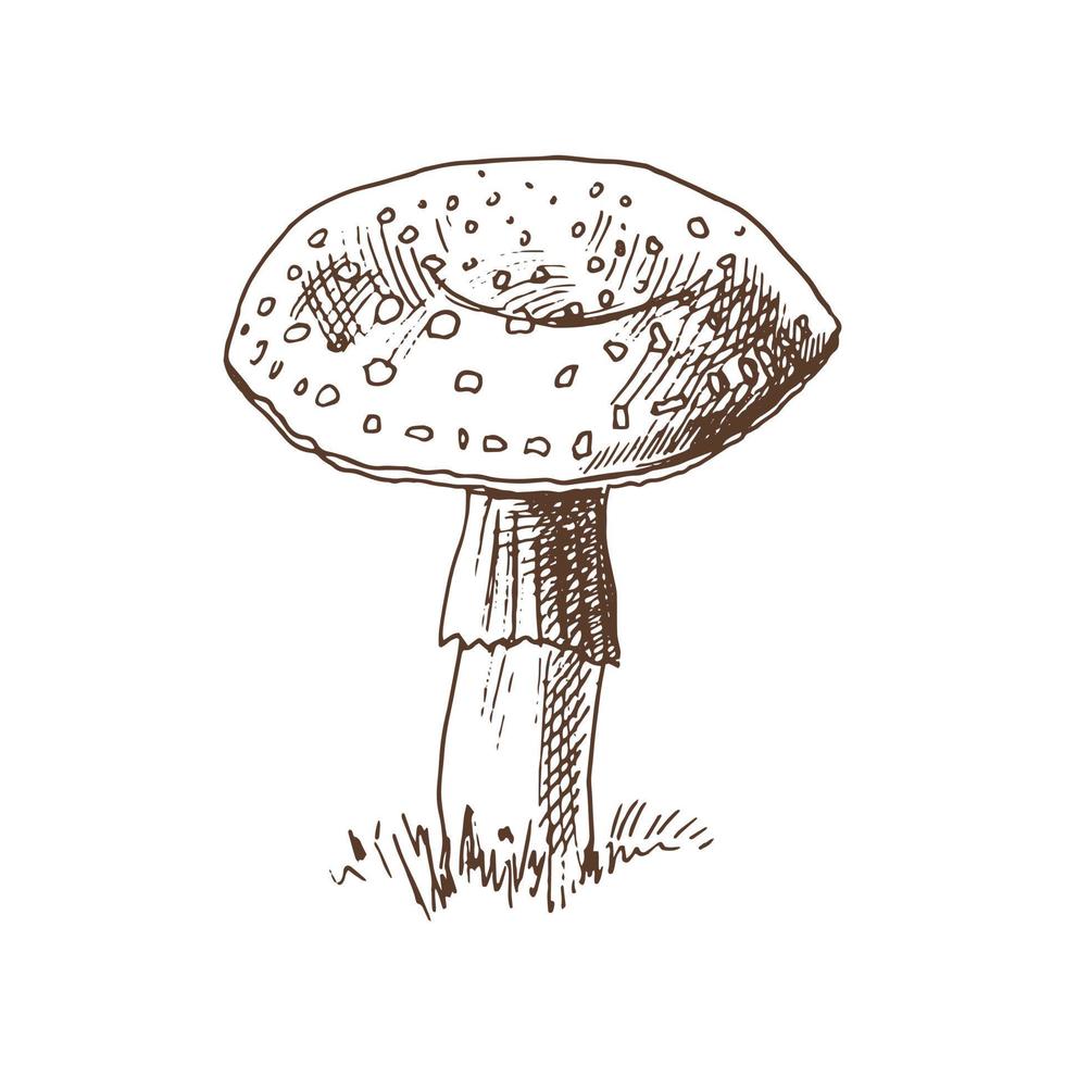 Outline Illustration of fly-agaricmushroom. Vintage drawing.  Eco  vintage vector illustration. Sketch illustration for print, web, mobile and infographics.