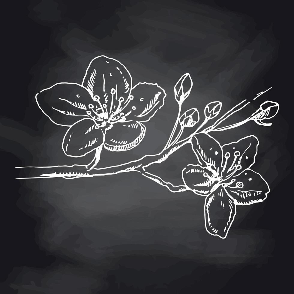 Sakura flowers blossom, hand drawn white sketch on black chalkboard. Cute doodle cherry plant vector illustration, black isolated on white background. Realistic floral bloom for label, poster.