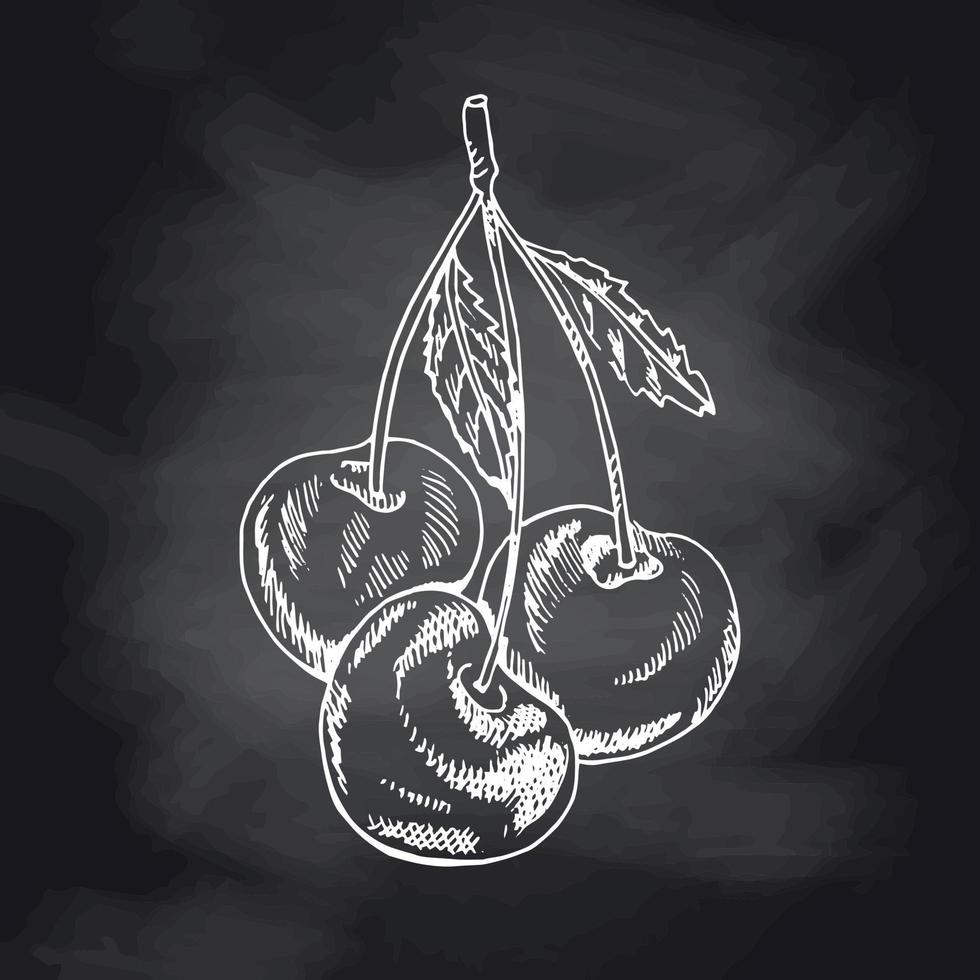 Vector cherries hand drawn white sketch on black chalkboard. Isolated hand drawn berries on black background. Summer fruit engraved style illustration. Great for label, poster, print.