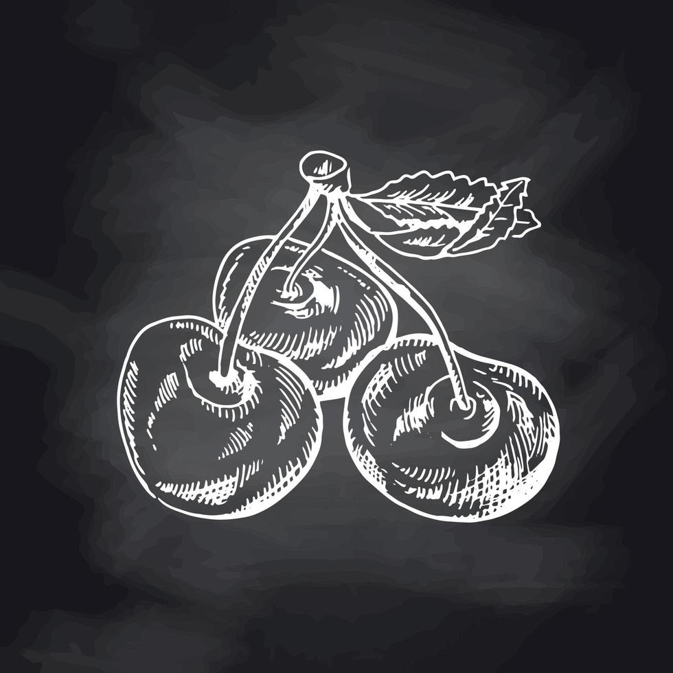 Vector cherries hand drawn white sketch on black chalkboard. Isolated hand drawn berries on black  background. Summer fruit engraved style illustration.  Great for label, poster, print.