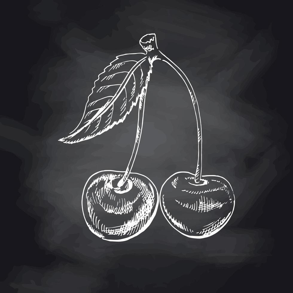 Vector cherry hand drawn white sketch on black chalkboard. Isolated hand drawn berry on black background. Summer fruit engraved style illustration. Detailed vegetarian food.