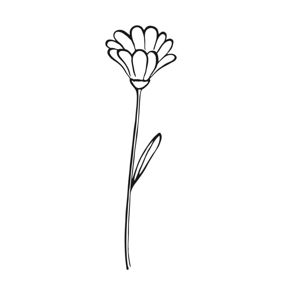 flores silvestres elementos florales dibujados a mano. ilustración vectorial vector