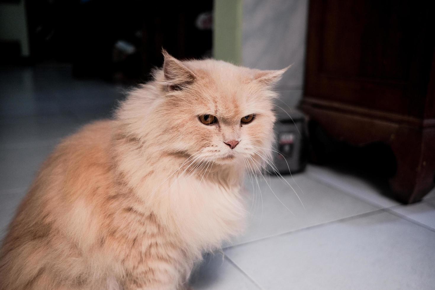 Precioso pequeño gatito persa rojo. foto