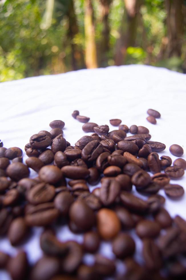 coffee beans on a white background photo
