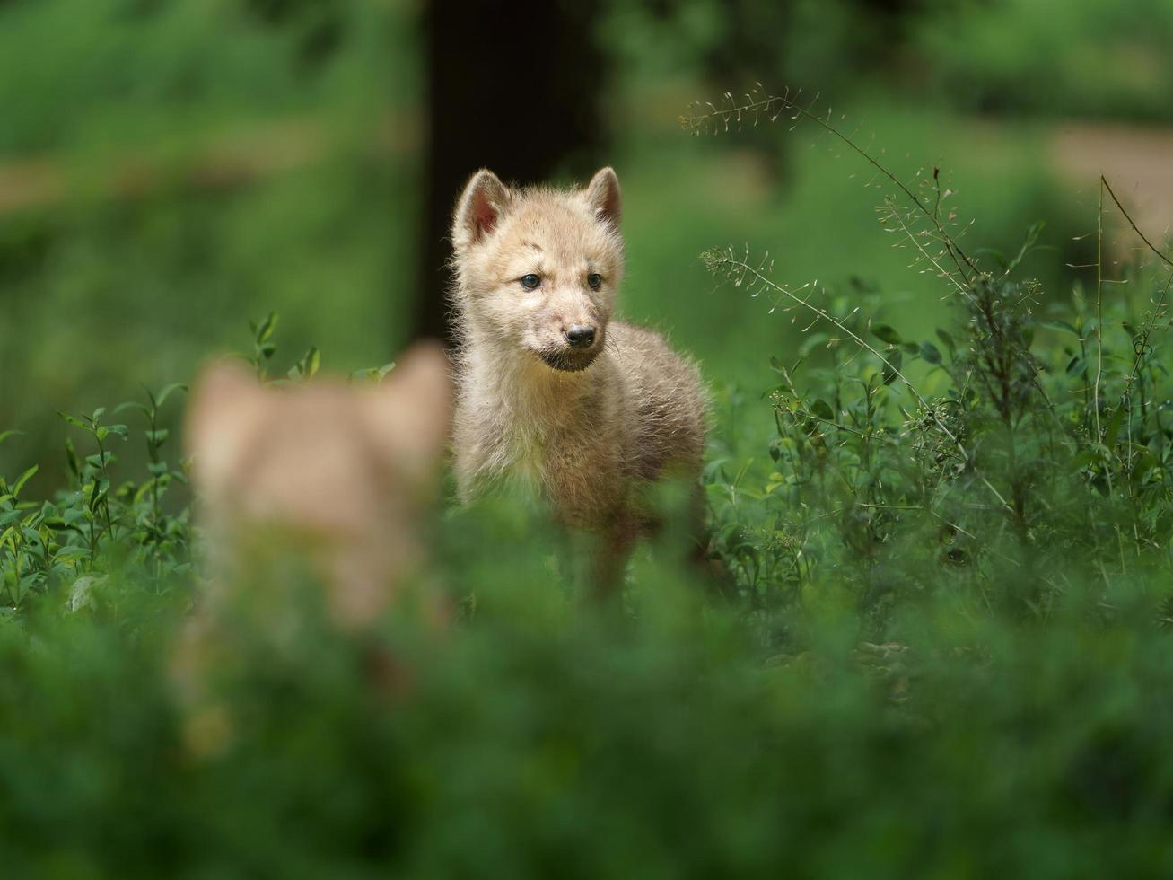 Arctic wolf in zoo photo