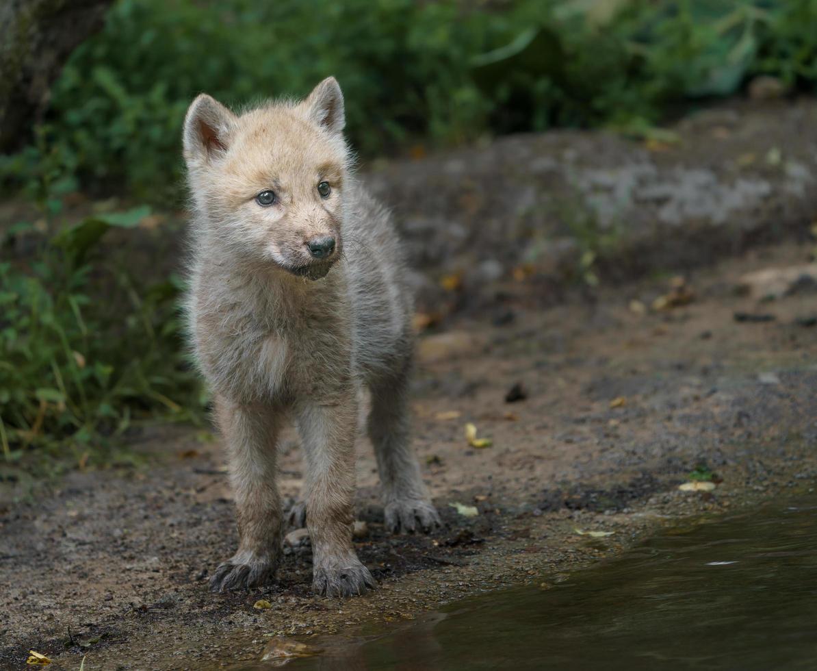 Arctic wolf in zoo photo