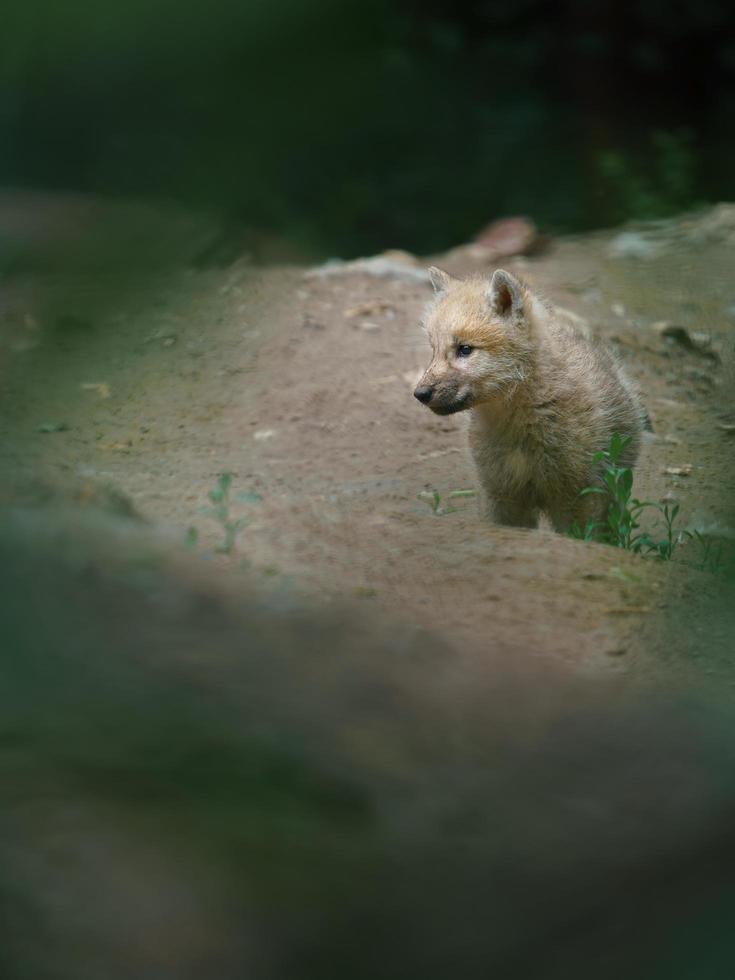 Arctic wolf in zoo photo