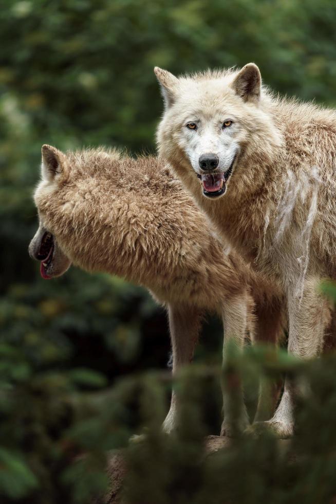 Arctic wolf in zoo photo