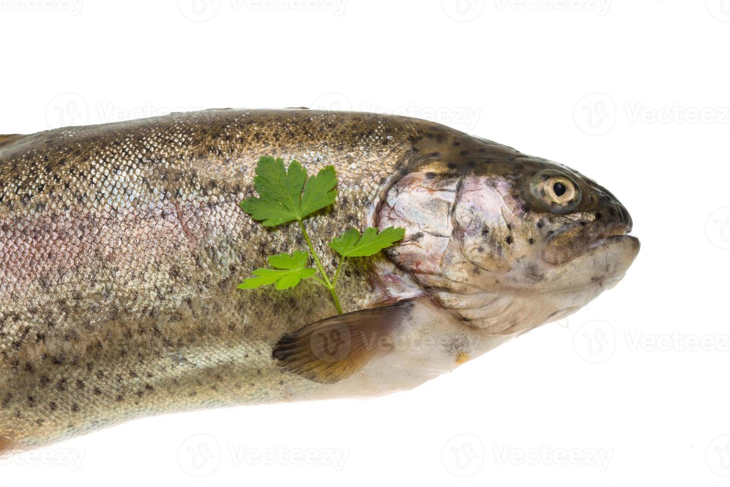 Fresh raw rainbow trout photo