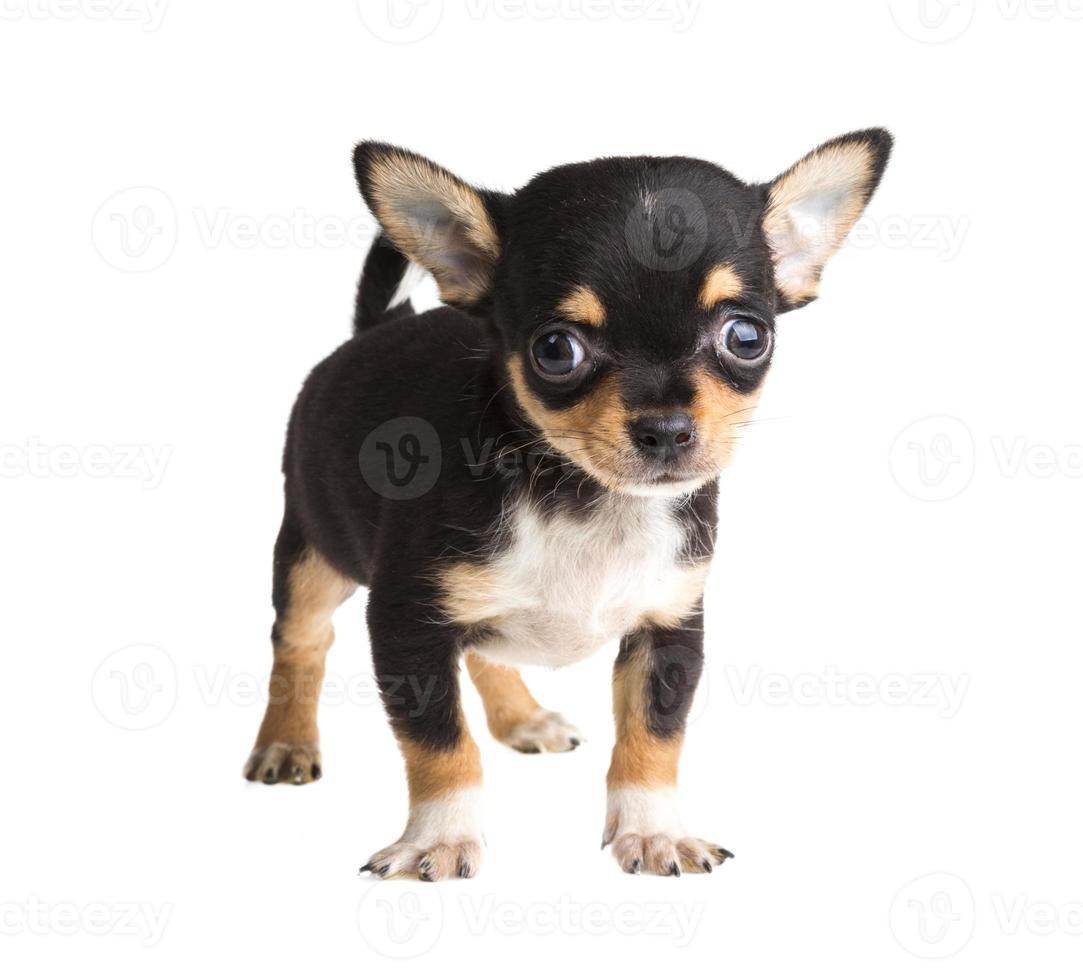 short haired chihuahua puppy in front of a white background photo