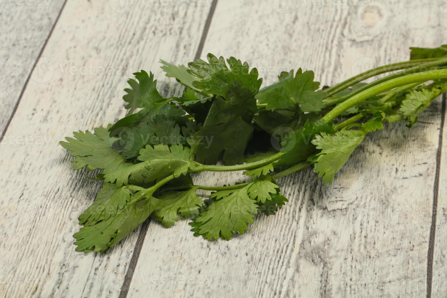 Fresh ripe  Green cilantro leaves photo