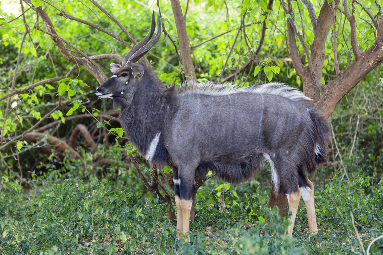 Large male njala bull in green bush photo